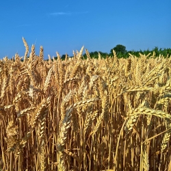 Mithilfe einer LED Beleuchtung konnten Forscher das Weizen Wachstum beschleunigen